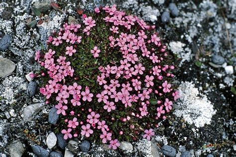 tundra plants | antarctic tundra plants | biome Images | Pinterest | Biomes