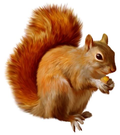 Squirrel clipart - Clipground