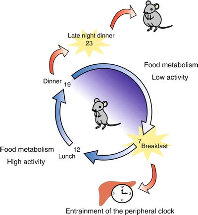 Circadian Rhythm and Food/Nutrition | Veterian Key