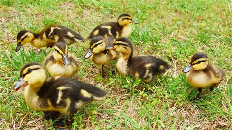 Raising New Mallard Ducklings! - YouTube