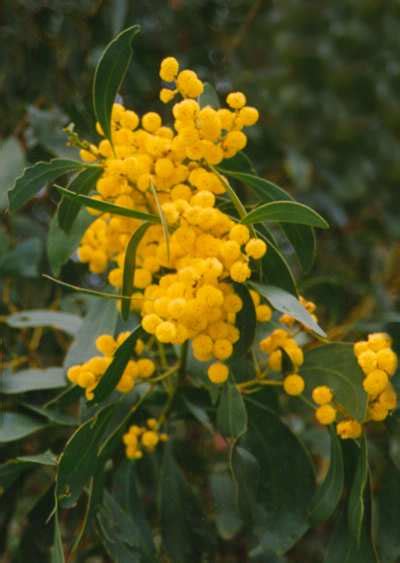 Acacia saligna • Australian Native Plants • Plants • 800.701.6517 | Plants, Australian native ...