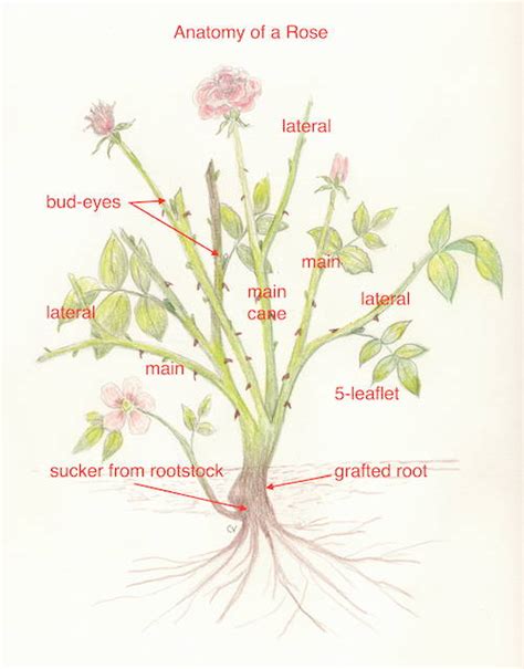 Anatomy of a Rose