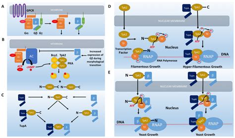 A model for the regulation of the fungal cAMP-signaling pathway by the ...