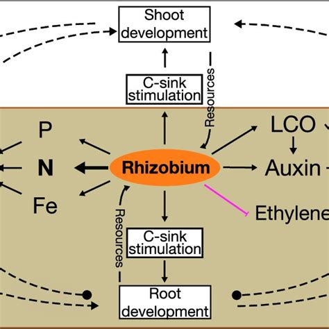 Effect of rhizobia on P and Fe content in different legumes | Download Scientific Diagram