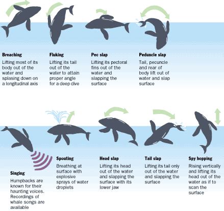 humpback whale surface behavior - Google Search | Humpback whale, Whale, Sea animals