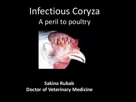 Infectious Coryza