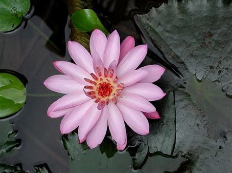 Pink lotus, wonderful, lotus, water, green, precious, flowers, nature, pink, HD wallpaper | Peakpx