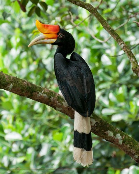 Rhinoceros Hornbill Wallpapers - Wallpaper Cave