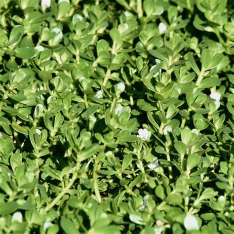 Water Hyssop (Bacopa)