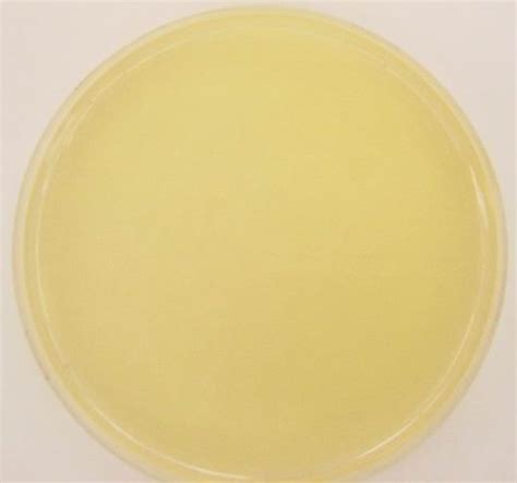 Agar Plate