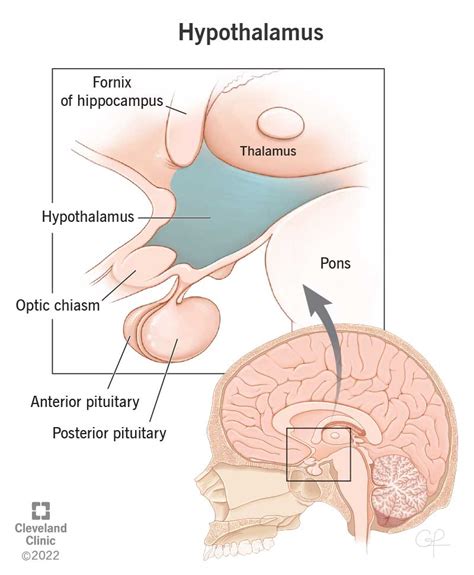 Hypothalamus: What It Is, Function, Conditions & Disorders