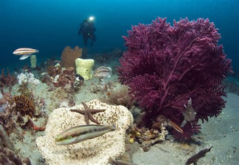 Gray's Reef Proposed Research Area | Reef Environmental Education ...