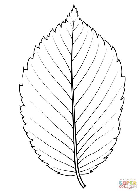 American Elm Leaf coloring page | Free Printable Coloring Pages