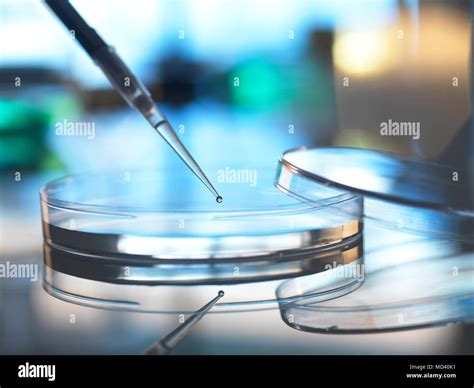 Petri Dish Pipette High Resolution Stock Photography and Images - Alamy