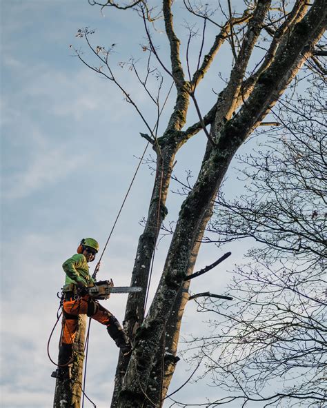 Tree Service In Camas, WA | New Day Arborist