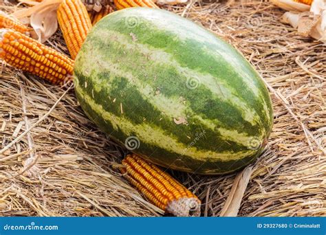 Watermelon and Corn on Straw Stock Photo - Image of yellow, natural ...