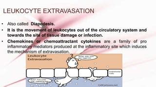 Leukocyte extravasation | PPT