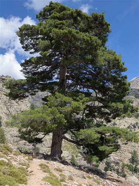 Pinus nigra - Wikipedia, la enciclopedia libre Black Pine Tree, Tree Seedlings, Noise Pollution ...