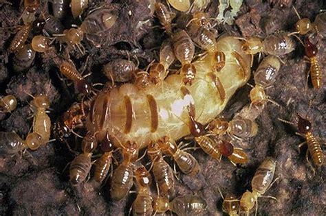 Termite Eggs: What do termite eggs look like and how to kill them