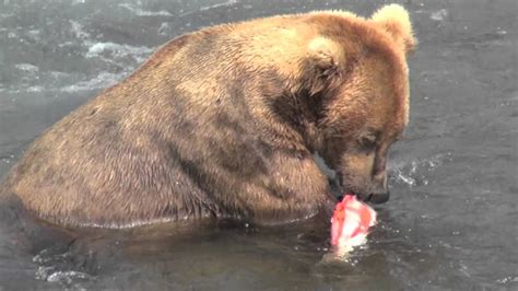 Alaska, grizzly bear eating salmon - YouTube