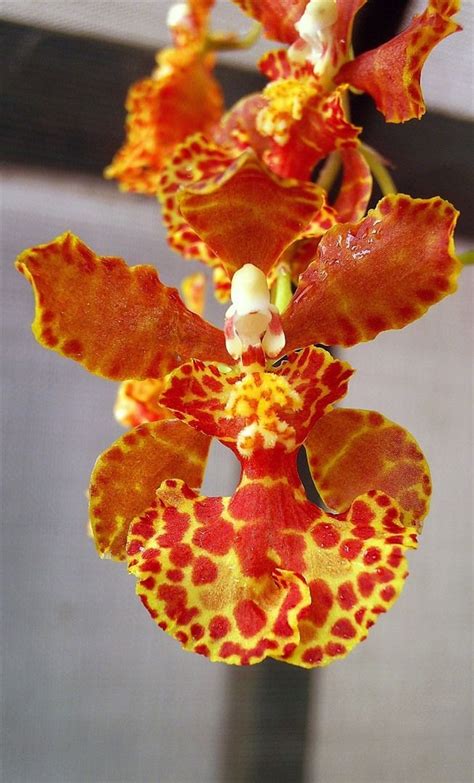 176 best Oncidium Flowers images on Pinterest | Exotic flowers, Orchids and Blossoms