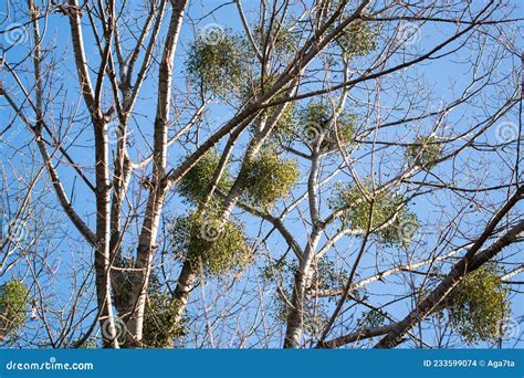 Common Mistletoe Viscum Album, Species Of Mistletoe, Family Santalaceae, European Mistletoe Or ...