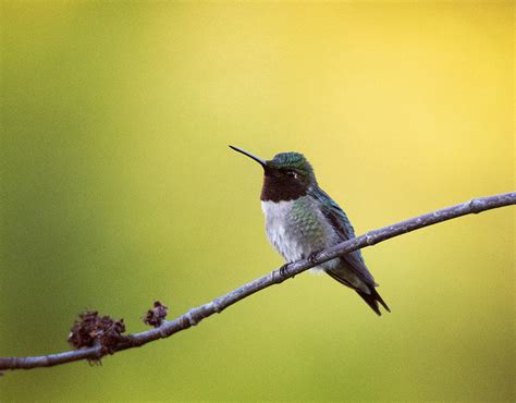 Hummingbird on Tree Branch Photograph by Bridget Waldron