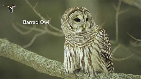 The Distinctive Calls of Owls: A Sampler - YouTube