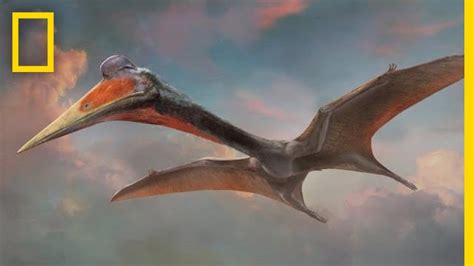 Pterosaurs 101 | National Geographic - YouTube