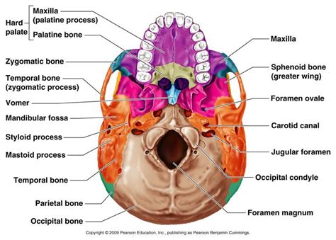 Transverse Foramen Anatomy