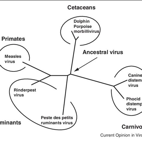 (PDF) Rinderpest eradication: Lessons for measles eradication?