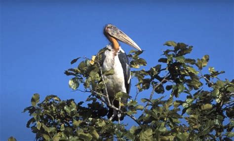 Cambodia tour of culture, nature & wildlife | Cambodia travel & trips