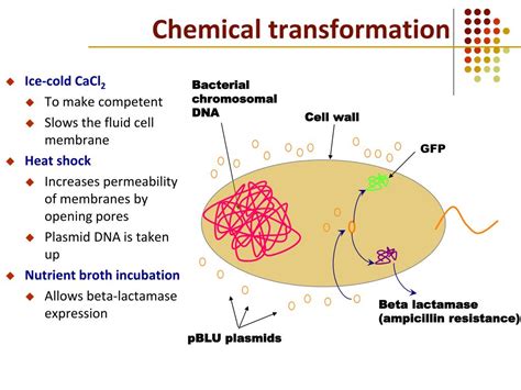 PPT - Bacterial Transformation PowerPoint Presentation, free download - ID:4651557