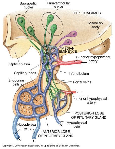 Chapter 18: The Endocrine System | Anatomy physiology | Pinterest ...