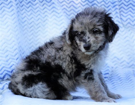 Mini Aussiedoodle For Sale Holmesville, OH Female- Casey – AC Puppies LLC