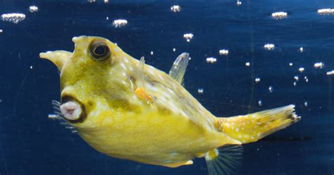 National Aquarium - Longhorn Cowfish