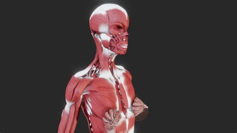 Female muscular system - Buy Royalty Free 3D model by Ebers [9ac0279] - Sketchfab Store