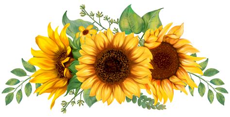 Sunflowers Png 1083 Download