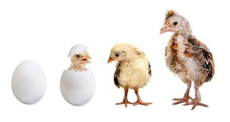 Chicken study reveals speedy and dynamic evolution | Laboratory News