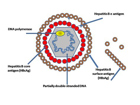 File:Hepatitis B virus.png - Wikipedia