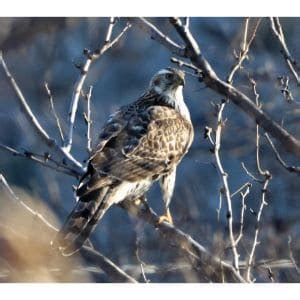 All 13 Birds of Prey in Minnesota! (Species ID Guide) (2023)