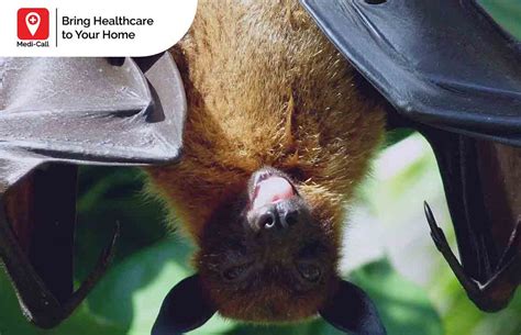 Bat Bite Can Carry Zoonotic Virus, Learn How to Treat a Bat Bite