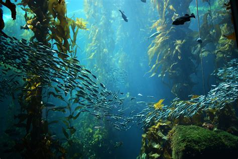 ‘Super Kelp’: A Secret Weapon in the Fight Against Climate Change - Blue Door Media LLC