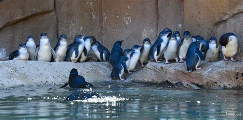 Little Blue Penguin - Cincinnati Zoo & Botanical Garden