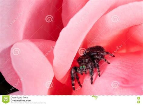 Daring Jumping Spider(Phidippus Audax) Stock Photo - Image of legs, poison: 16875644