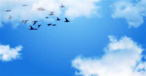 Sky Bird Flying Background Loop, Stock Video - Envato Elements