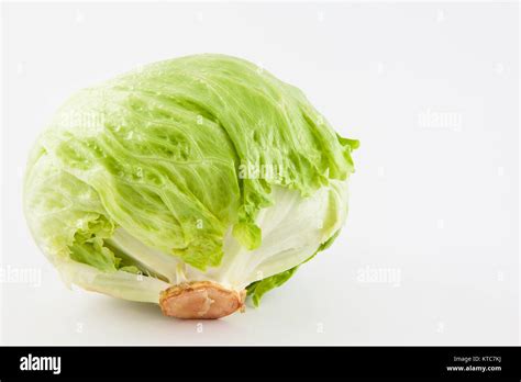 Crisphead lettuce (Lactuca sativa Stock Photo - Alamy