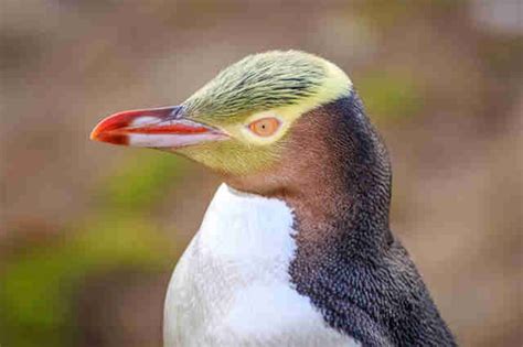 Yellow-Eyed Penguins At Risk Of Extinction In New Zealand - The Dodo