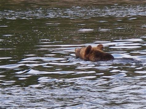 Grizzy Bear Migrating | Grizzly Bear Tours & Whale Watching, Knight Inlet