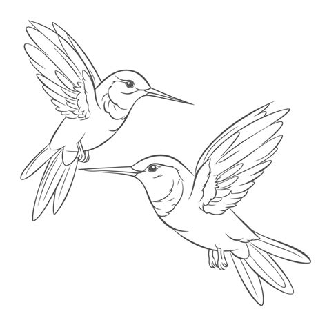 Hummingbird Outline Drawings – NBKomputer